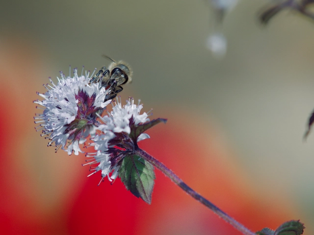 Macro